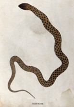 A snake, tan in colour, with brown spotted markings connected by thin diagonal bars, 1795. Creator: Patrick Russell.