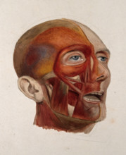 An écorché head of a man: three-quarter view, showing the right-hand side of the head..., 1833. Creator: Johann Conrad Zeller.