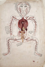 The viscera and the arterial system, (between 1800 and 1899?). Creator: Unknown.