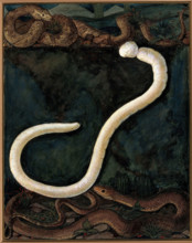 Parasites: a parasitical worm, shown much enlarged, with its hosts, c1930. Creator: J Svoboda.