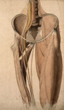 Muscles, bones and blood-vessels (?) of the pelvis, 1815. Creator: Charles Landseer.