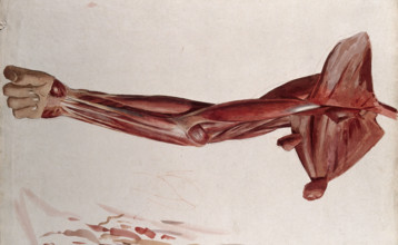 Dissection showing the muscles of the arm and shoulder, front view, (1833?). Creator: Johann Conrad Zeller.