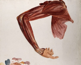 Dissection showing the muscles of the arm and shoulder, front view, with elbow and wrist... (1833?). Creator: Johann Conrad Zeller.