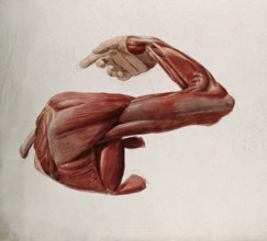 Dissection showing the muscles of the arm and shoulder, back view, with elbow and wrist..., (1833?). Creator: Johann Conrad Zeller.
