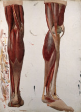 Two dissections showing the muscles of the leg, (1833?). Creator: Johann Conrad Zeller.