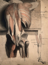 A prone écorché figure, seen from behind, resting on a table, with the bones and muscles..., 1815. Creator: Charles Landseer.