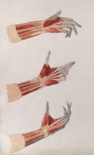 Three dissections of the left hand and wrist, showing the muscles and tendons, (1833?). Creator: Johann Conrad Zeller.