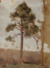 Pines at Polaga, between 1906-1910. Creator: Leon Wyczolkowski.