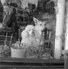 A white poodle and a German Shepherd dog sitting looking out of the window of a cafe, a..., 1962-64. Creator: John Gay.