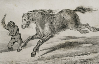 Siberian horse with winter coat, 1839. Creator: Augustin François Lemaitre.