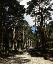 Remains of the Roman road of Cercedilla, Community of Madrid, Spain, 2008.  Creator: LTL.