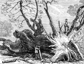 The Great Storm of Wind on Friday week: old chestnut in Greenwich Park, blown down, 1881. Creator: Unknown.