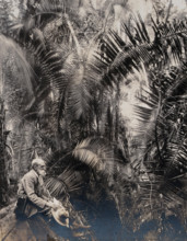 Zimbabwe: a member of the British Association sitting in a palm ravine, 1905. Creator: Geoffrey L Parsons.