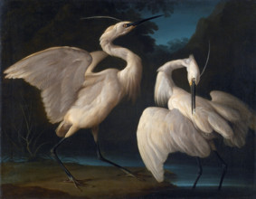 Two Birds, c1730-1740. Creator: Duranti, Giorgio (1683-1768).