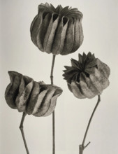 Abutilon. From: Urformen der Kunst (Art Forms in Nature), 1928. Creator: Blossfeldt, Karl (1865-1932).