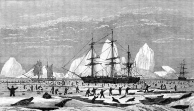 The International Fisheries Exhibition: model to illustrate seal-hunting, Newfoundland Section, 1883 Creator: Unknown.