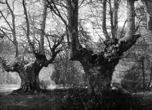 Dedication of Burnham Beeches to the public: spring-time at Burnham Beeches, 1883. Creator: Unknown.