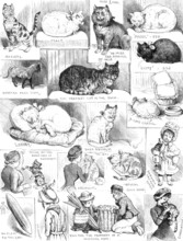 Sketches of the Cat Show at the Crystal Palace, 1883. Creator: Unknown.