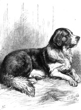 The St. Bernard Dog Show: Bayard, the Champion Rough-Coated Dog, 1883. Creator: J. G..