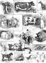 The Birmingham Cattle, Poultry, and Dog Show, 1883. Creator: Unknown.