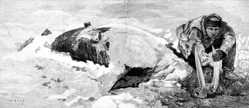 Dead whale on the coast of Bristol Bay, Alaska, 1890. Creator: H. F. Davey.
