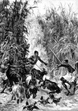 Mr. H. M. Stanley’s Emin Pasha Relief Expedition - foraging for supplies for the Yahbuya Camp, 1890. Creator: H. Werdmüller.