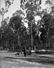 Indigenous Australian man and dogs, unknown location, c1900s. Creator: Robert Augustus Henry L'Estrange.