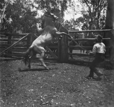 Man with rearing horse, c1900s. Creator: Robert Augustus Henry L'Estrange.