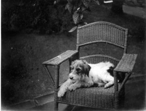 Jack Russell Terrier Dog on wicker chair, Kilternan Abbey, Golden Ball, Ireland c1895. Creator: Robert Augustus Henry L'Estrange.