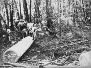Upper Albert Hauling Pine, 1894. Creator: Poul C Poulsen.