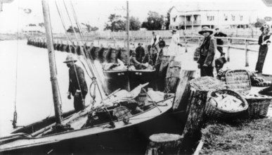 Fishermen unloading their catch from boats at Wynnum Creek, 1907. Creator: Unknown.