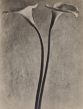 Calla Lilies, c1927. Creator: Tina Modotti.