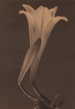 Easter Lily and Bud, 1925. Creator: Tina Modotti.