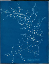 Cystoseira fibrosa, 1843 or 1844. Creator: Anna Atkins.