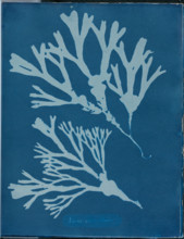 Fucus vesiculosus, 1843 or 1844. Creator: Anna Atkins.