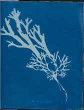 Fucus ceranoides, 1843 or 1844. Creator: Anna Atkins.