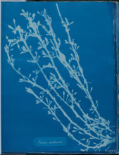 Fucus nodosus, 1843 or 1844. Creator: Anna Atkins.
