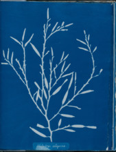 Halydrys siliquosa, 1843 or 1844. Creator: Anna Atkins.