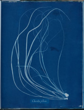 Chorda filium, 1843 or 1844. Creator: Anna Atkins.