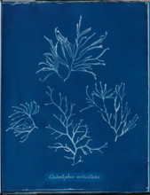 Cladostephus verticellatus, 1843 or 1844. Creator: Anna Atkins.