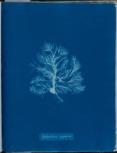 Sphacelaria scoparia, 1843 or 1844. Creator: Anna Atkins.