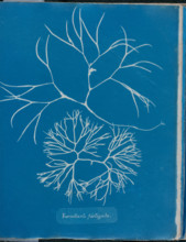 Furcellaria fastigiata, 1843 or 1844. Creator: Anna Atkins.