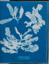 Delesseria sanguinea (much cover'd with Corallines), 1843 or 1844. Creator: Anna Atkins.