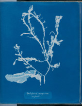 Delesseria sanguinea in fruit, 1843 or 1844. Creator: Anna Atkins.