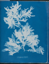 Delesseria sinuosa, 1843 or 1844. Creator: Anna Atkins.