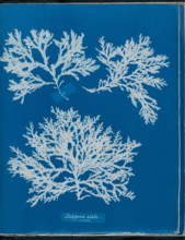 Delesseria alata a. in fruit, 1843 or 1844. Creator: Anna Atkins.