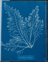 Cystoseria granulata, 1843 or 1844. Creator: Anna Atkins.