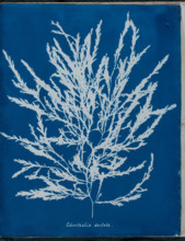 Odonthalia dentata, 1843 or 1844. Creator: Anna Atkins.