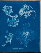 Rhodomenia laciniata, 1843 or 1844. Creator: Anna Atkins.