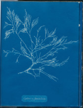 Cystoseira foeniculacea, 1843 or 1844. Creator: Anna Atkins.